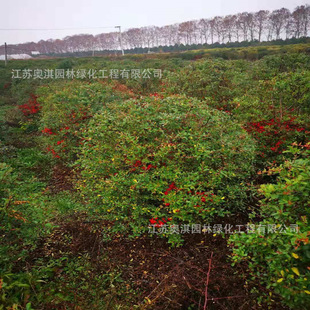 ��������С��ͥԺ�e���S�^�G���G�h�h�ʎ���ֲ�﹤����ľ