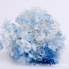 Aグラデーション木アジサイグラデーションアジサイ永生花ユニコーン乾花アジサイ永生花卸売り