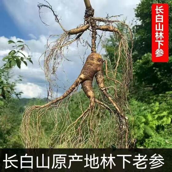 Changbai Mountain Ginseng Whole Branch Yushi Mountain Ginseng Northeast Forest Ginseng Wine Soup Factory Wholesale