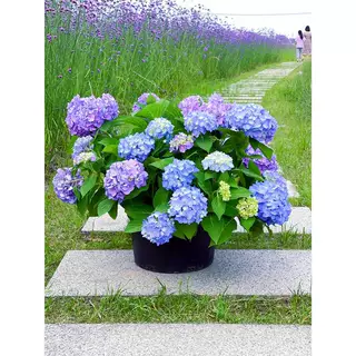 多花无尽夏绣球花苗盆栽带花苞红宝石绣球苗带花苞镜庭院花园植物
