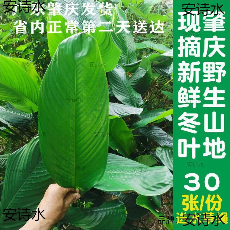 Guangxi rice dumpling leaf specialty, farm-produced fresh rice dumpling leaves, fresh winter leaves, rice dumpling leaves with rope