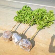 一件代发独杆黄杨树苗小叶瓜子黄杨盆栽庭院地栽耐寒植物四季常青