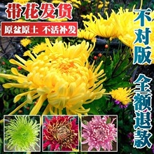 耐寒带花苞菊花盆栽菊花苗千头菊九月大菊球菊开花卉窗台庭院种植