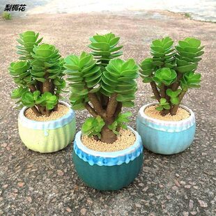 ���Xľ���莧������ֲ��lؔ���҃Ⱥ��B�ͺ��׻��ļ������Ϙ�����