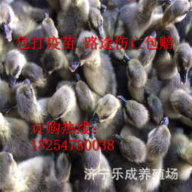 批发广东汕头狮头鹅母苗 大种鹅苗销售 免费咨询13317809934
