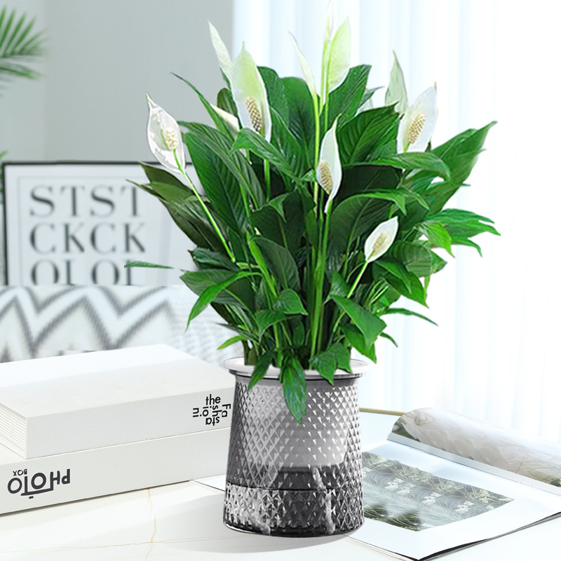 특급 화이트팜 + [별이 빛나는 분지] + 영양액