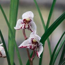 价  兰花盆栽植物莲瓣兰 剑阳蝶 室内绿植兰花苗