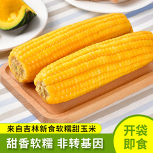 东北玉米棒非转基因吉林糯玉米一级真空包装黄玉米一件代发批发