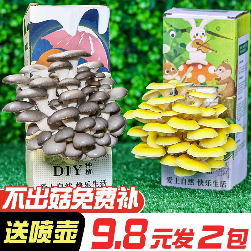 Посадка грибов съедобный гриб Pleurotus гриб мешок коробка для детей