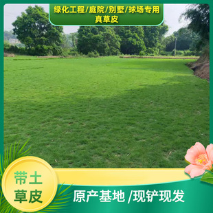 Guangzhou Real Turf Lawn with Soil Carpet Grass Taiwan Grass House Courtyard Garden with Soil Greening Manila Grass