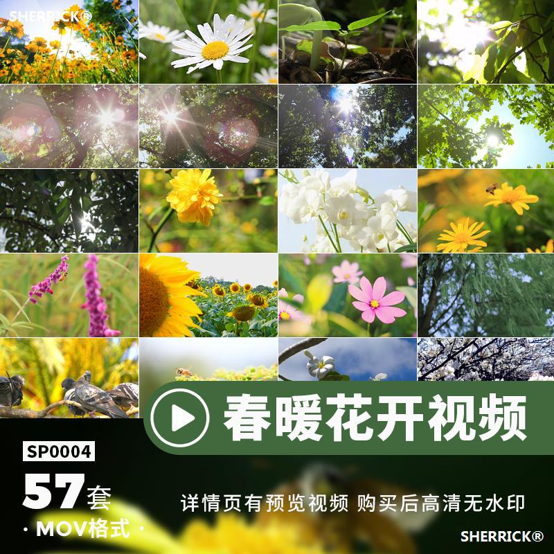 春暖花开超高清晰2K4k实拍剪辑素材mov小草MP4樱花自然植物视频