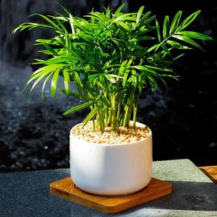 ����Ҭ��miniС�����k���҃�����Gֲ�ﱱ�W�͏d�k��������