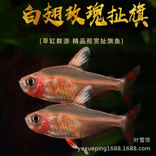 �׳�õ�島���~ˮ�ݸ�Ⱥ�ΟᎧ�~С�͟����~�ן�õ�年��󹴻��w