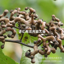 拐枣树苗万寿果鸡爪连金钩梨果树苗南方北方盆栽地栽种植当年结果