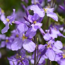 二月兰花种子多年生宿根诸葛菜种子耐阴耐寒景观花海种籽盆栽苗