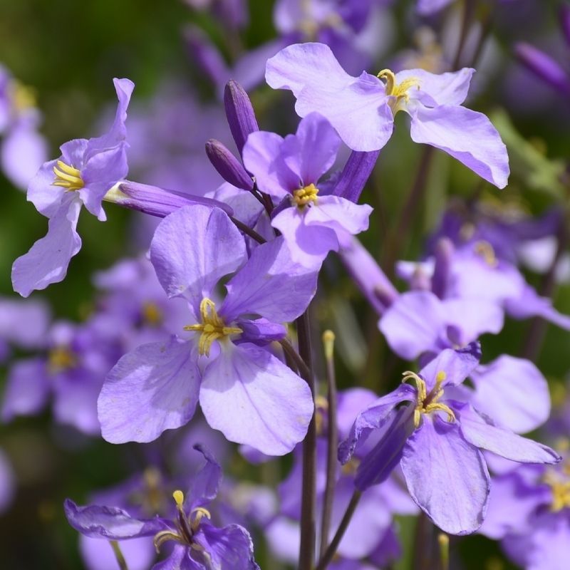 二月兰花种子多年生宿根诸葛菜种子耐阴耐寒景观花海种籽盆栽苗