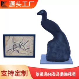 教学演示用品;数理教学器材;生物教学器材