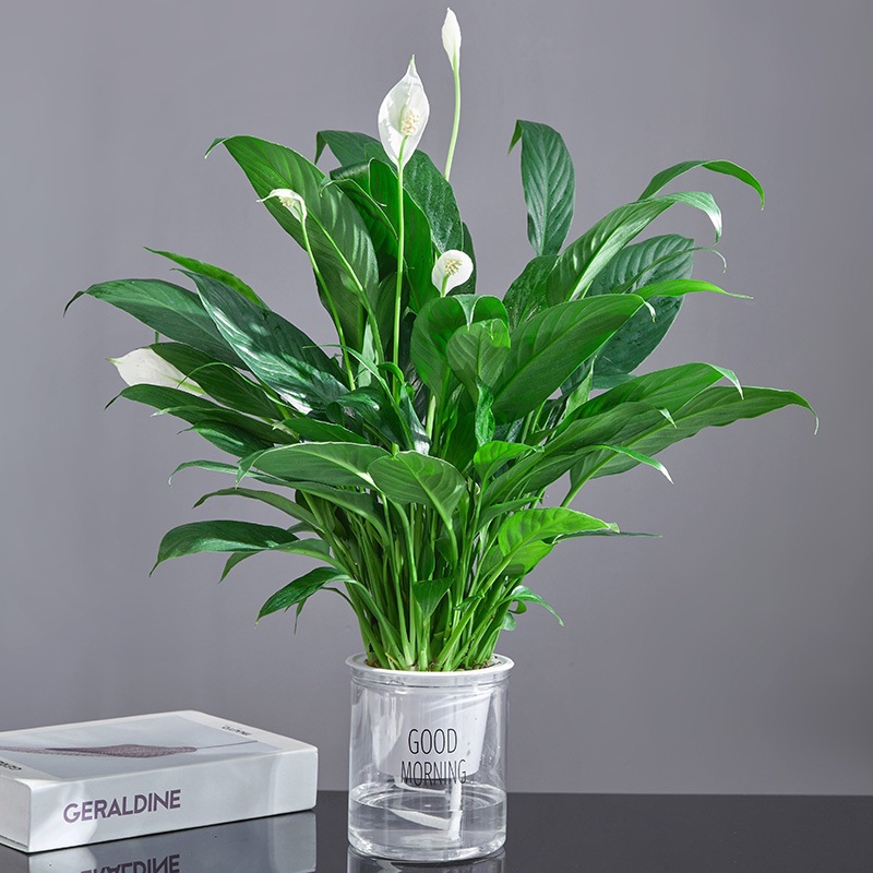 특급 백야자 6~9개(좋은 아침 분지) + 영양액