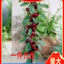 ����������Ҙ��� ��6�޽Ӱ������������� �̻����������