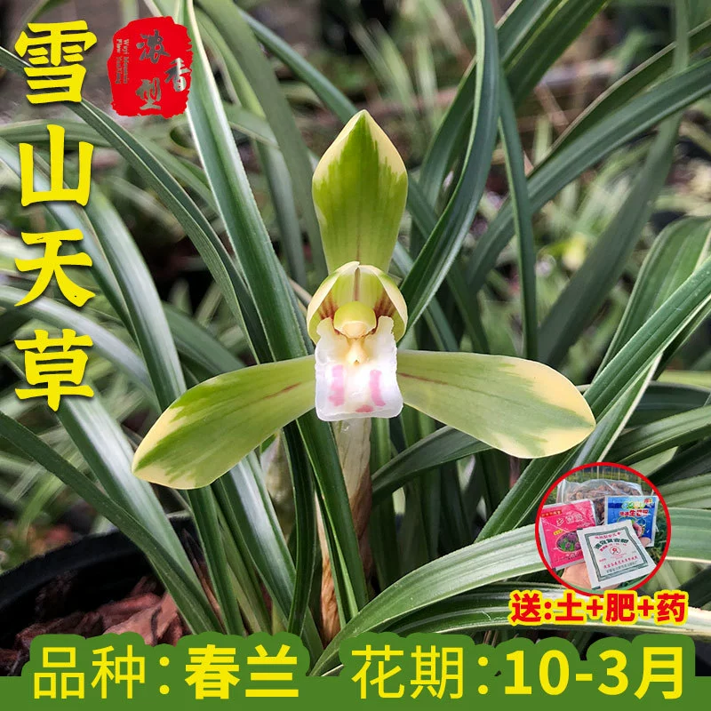 Весенняя орхидея, орхидея снежной горы, низкорослая сорока с золотистыми листочками, весеннецветущая, ароматные саженцы орхидей, зеленые растения, легко выращиваемые комнатные растения в горшках.