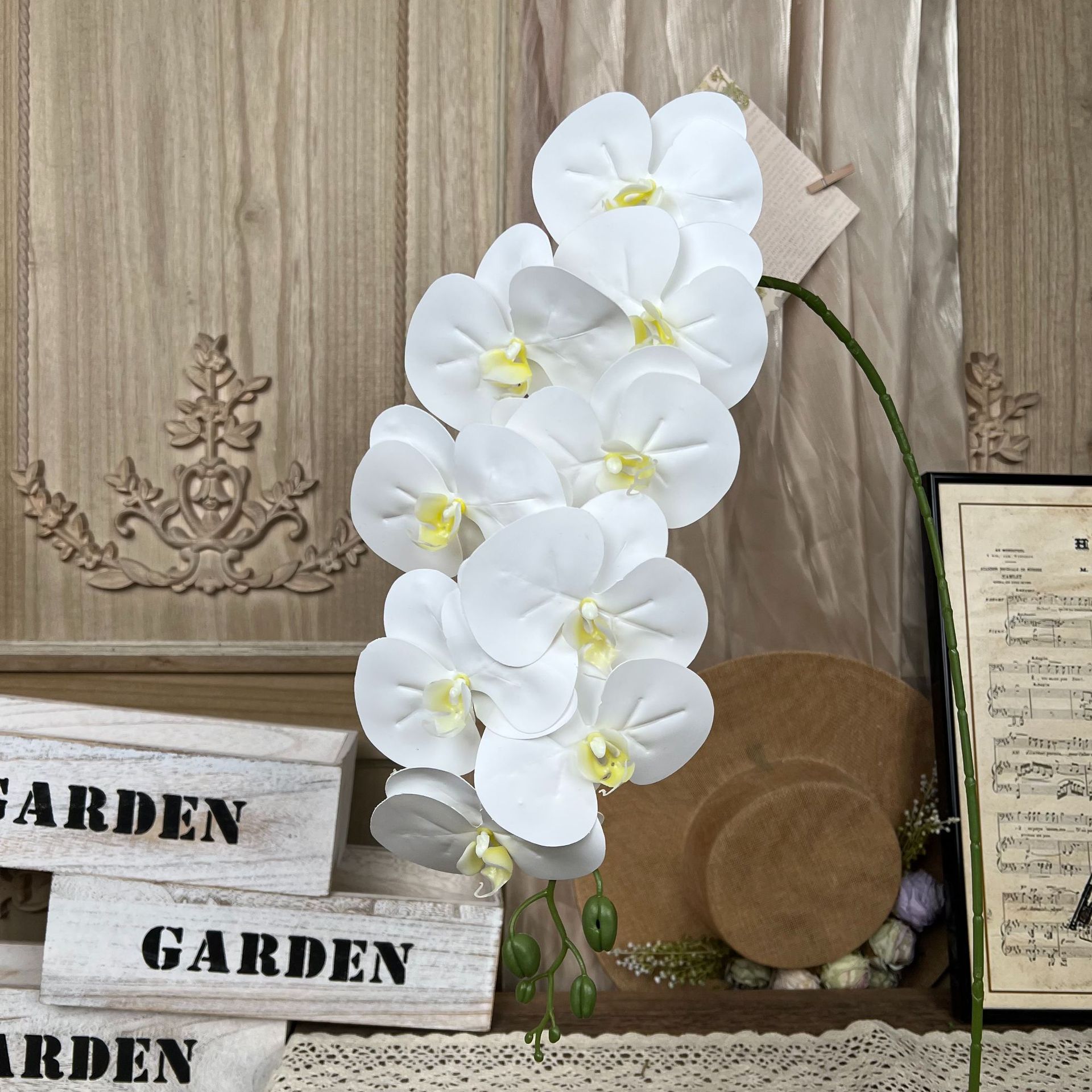 LFY pequeno filme de 9 cabeças Phalaenopsis - branco