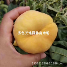 嫁接金蟠13-15蟠桃树苗中蟠15号黄金蟠桃苗盆地栽果树苗当年结果