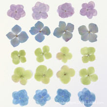 重瓣绣球干花压花押花美甲美妆材料 天然真花植物标本滴胶手工材