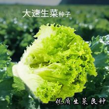 大速生菜种子四季种植高钙有机脆甜可盆栽生吃沙拉菜蔬菜种子