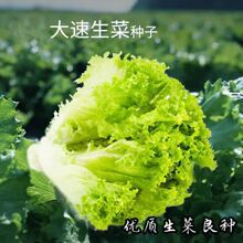 大速生菜种子四季种植高钙有机脆甜可盆栽生吃沙拉菜蔬菜种子