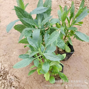 ���~�R�޲ݠI�B���绨�����^�޸����ܹ��̾G���������^�R�޲���ľ