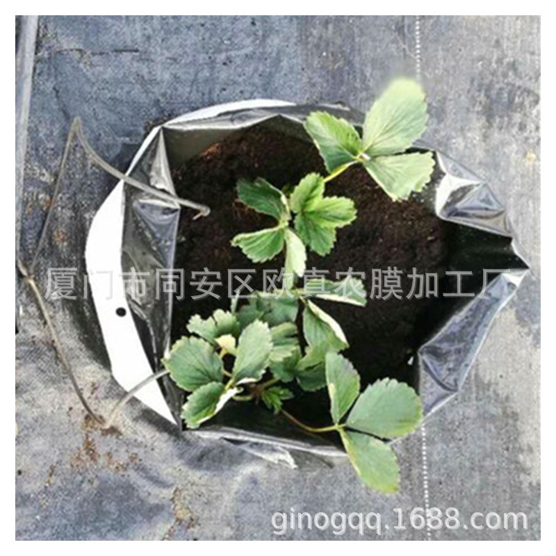 厂家供应黑白种植袋 番茄哈密瓜西瓜有机种植黑白生长袋