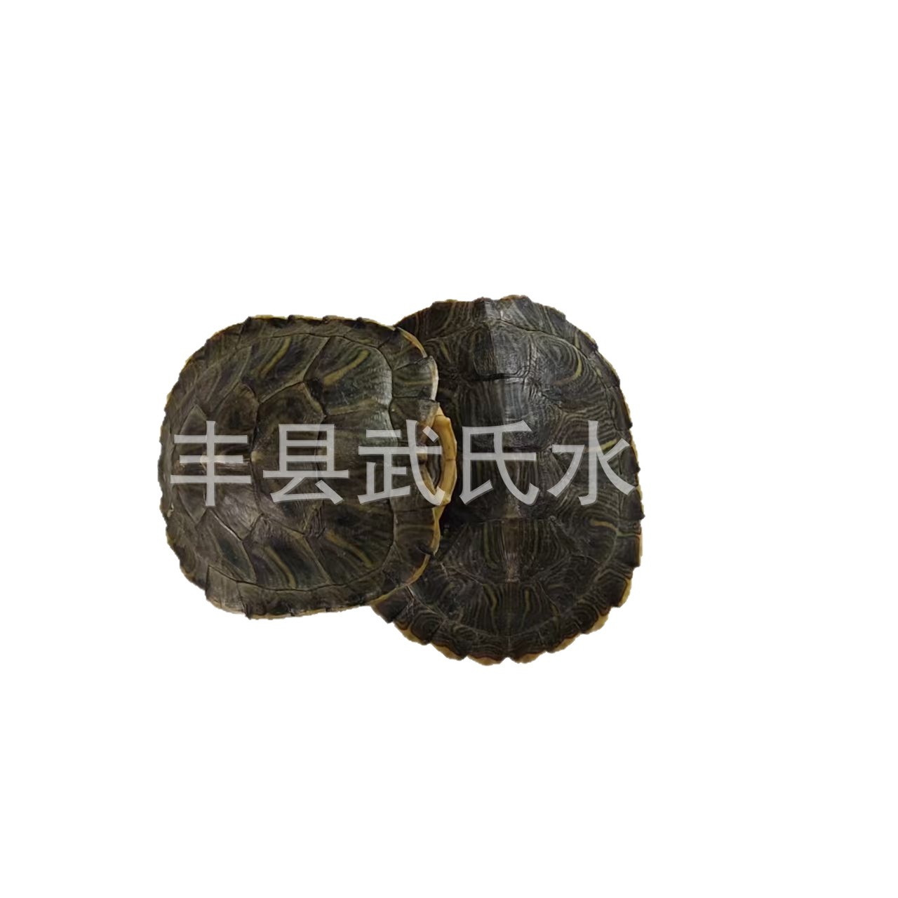 潮玩手办收纳展示