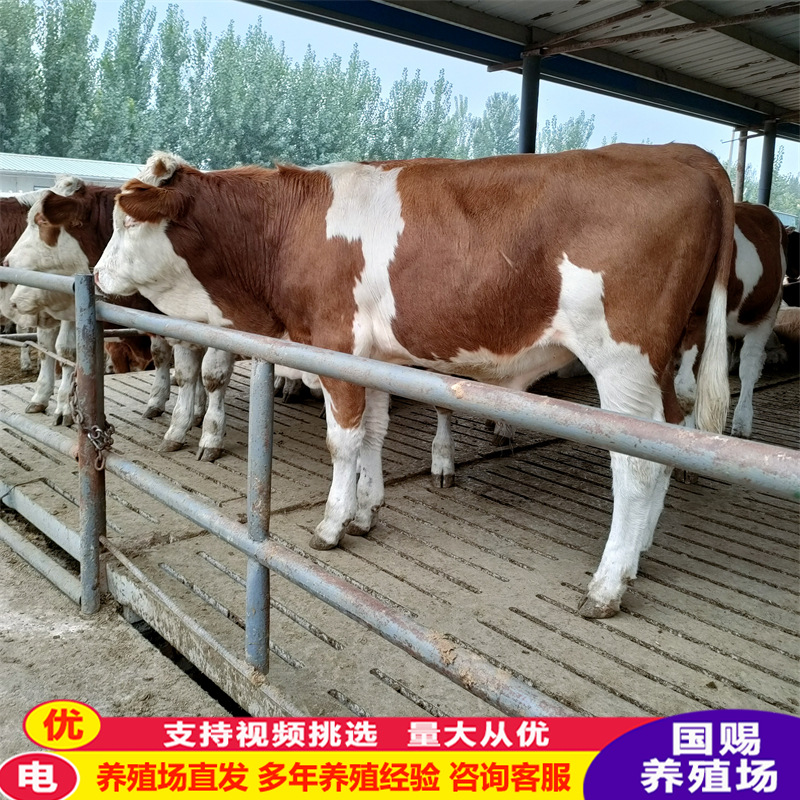 好牛苗哪里有 鲁西黄牛种牛牛苗肉牛犊 四川达州肉牛养殖