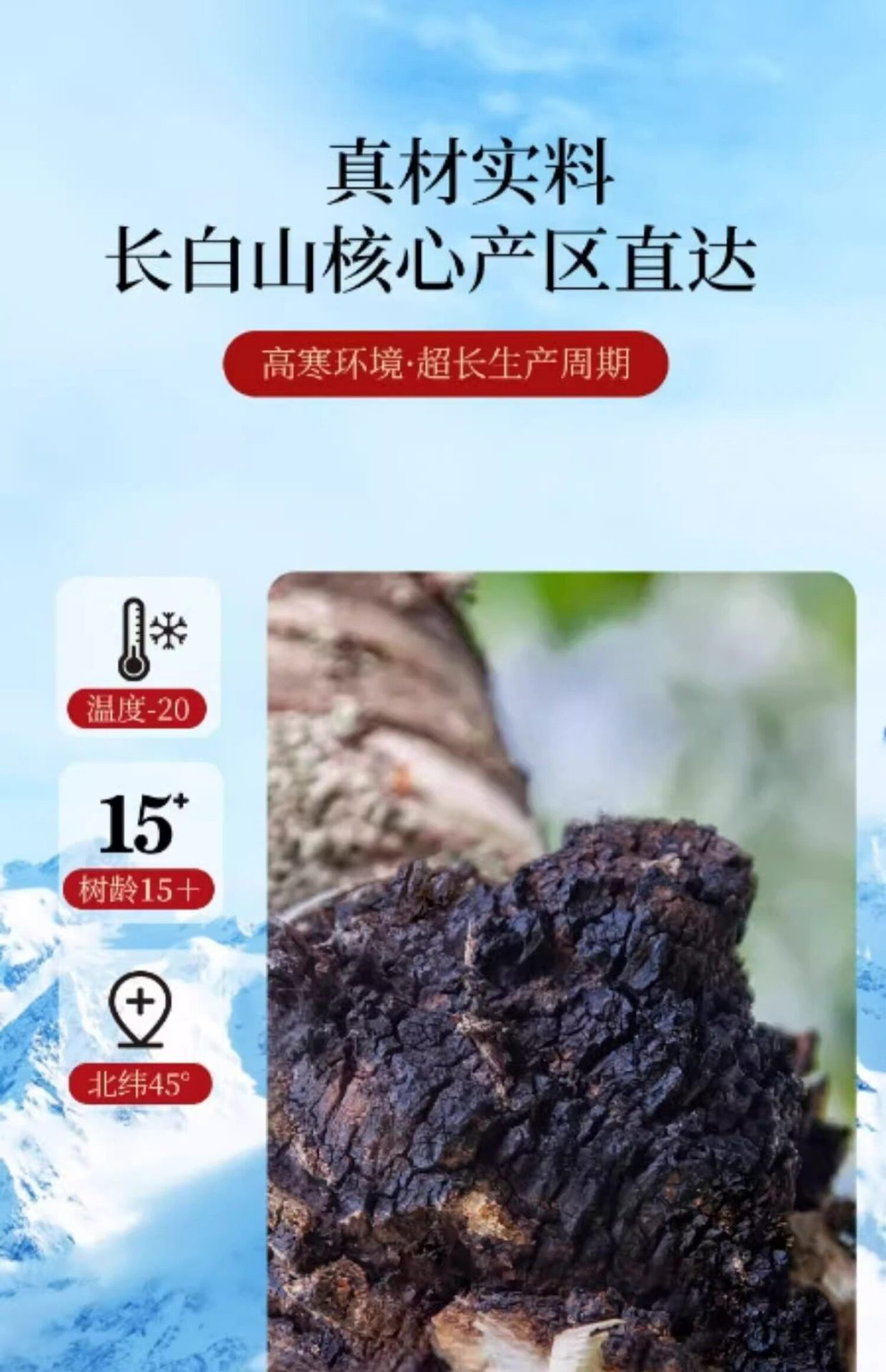 Wild Birch Chaga Mushroom 1000g Natural Sun Dried Siberian Inonotus obliquus for Decoction and Tea overview