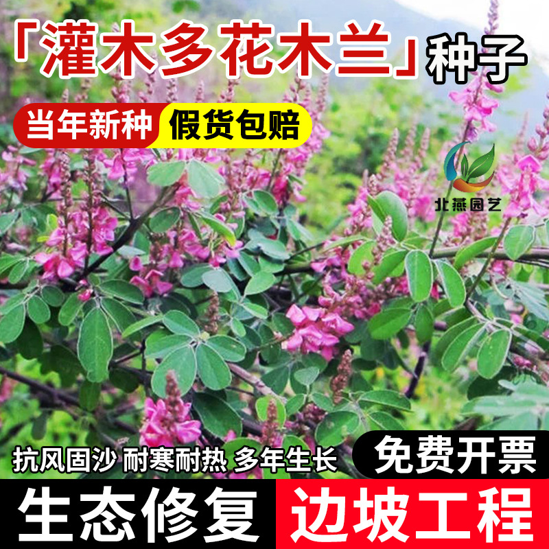 多花木兰种子护坡固土灌木草种籽耐寒耐旱见土就活工程绿化草种籽
