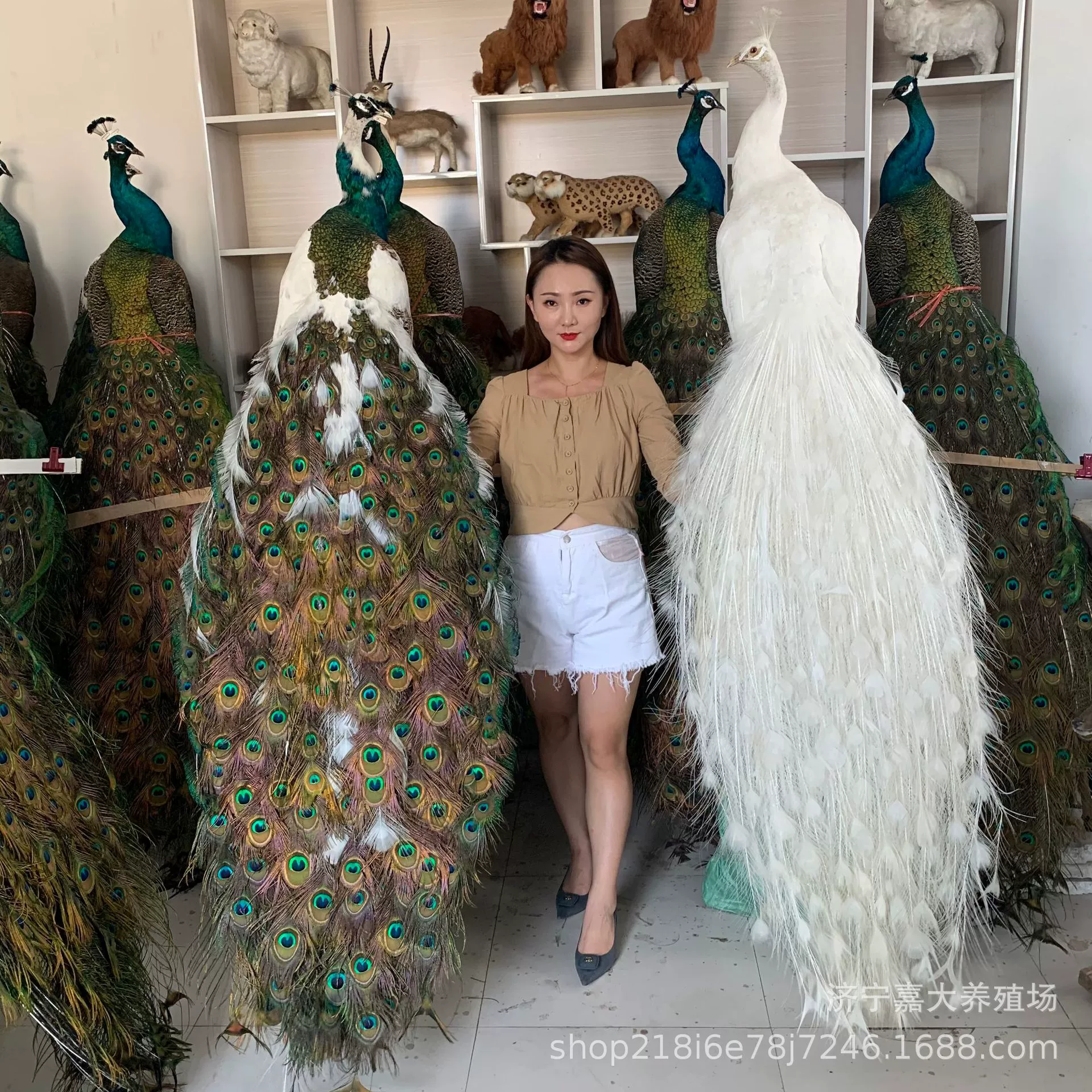 Сколько стоит размер экземпляра павлина? Цена за изготовление различных украшений из образцов животных