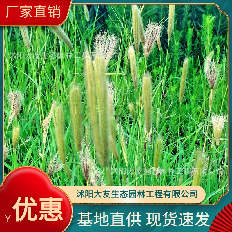 Хутайл трава база оптом собственного производства Хутайл травы саженцы сортов завершить проект живописного озеленения зеленых саженцев