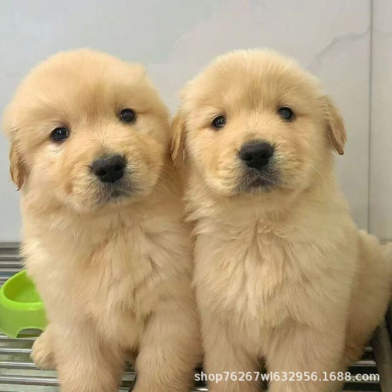 Wholesale Double-Bloodline Golden Retriever Puppies, Live Dogs, Guide Dogs, Patrol Working Dogs, Companion Pet Dogs
