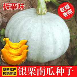 银栗板栗南瓜种子四季原装蛋黄甜糯新疆贵族贝贝南瓜品种大全