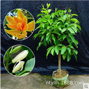 ���m�����Ի����҃����m���玧�����S�ǝ����m������ļ��_��ֲ��