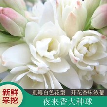 ذ꼃ɫ N ޸ͥԺԻܶѿcɻ