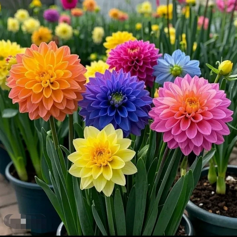 Лампа Xi'an Lihua - это холодостойкое растение с сильным ароматом, термостойким луковицей с крупными цветками, легко выращиваемое для начинающих, цветочный горшок.