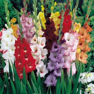 Орхидея меча шарики цветочные саженцы много -левые цветы 菖 орхидея орхидея танг