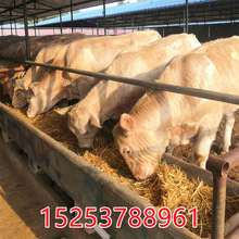 夏洛莱牛肉牛犊多少钱哪里杂交小黄牛便宜育肥肉牛犊怀孕母牛养殖
