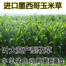 批发墨西哥玉米种子牧草种子甜高粱多年生紫花苜蓿草籽黑麦草草种