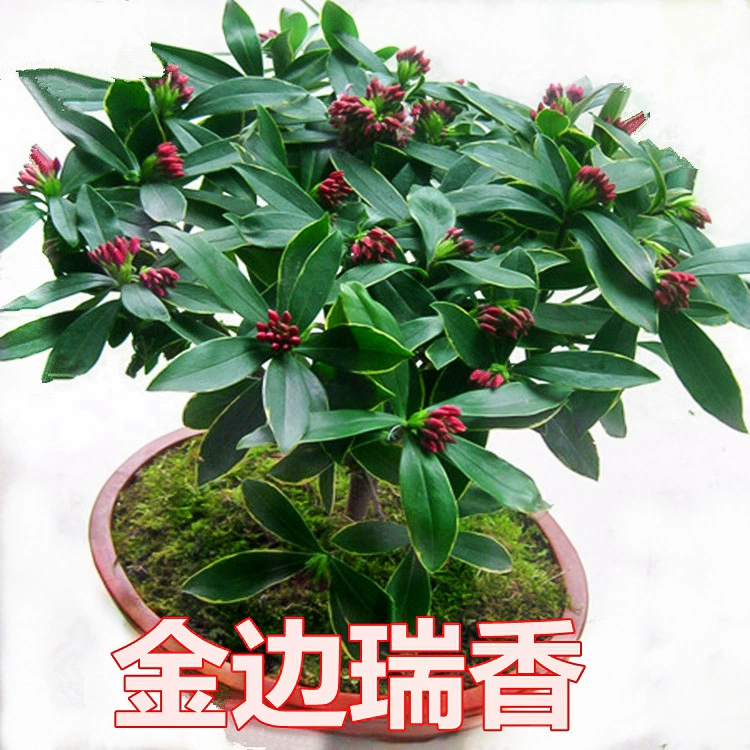 Пномпень Дафна Горшечное растение Лучжоу-аромат Крытый старый ворс Гостиная Цветочное растение Холодостойкие цветы Цветение в четыре сезона