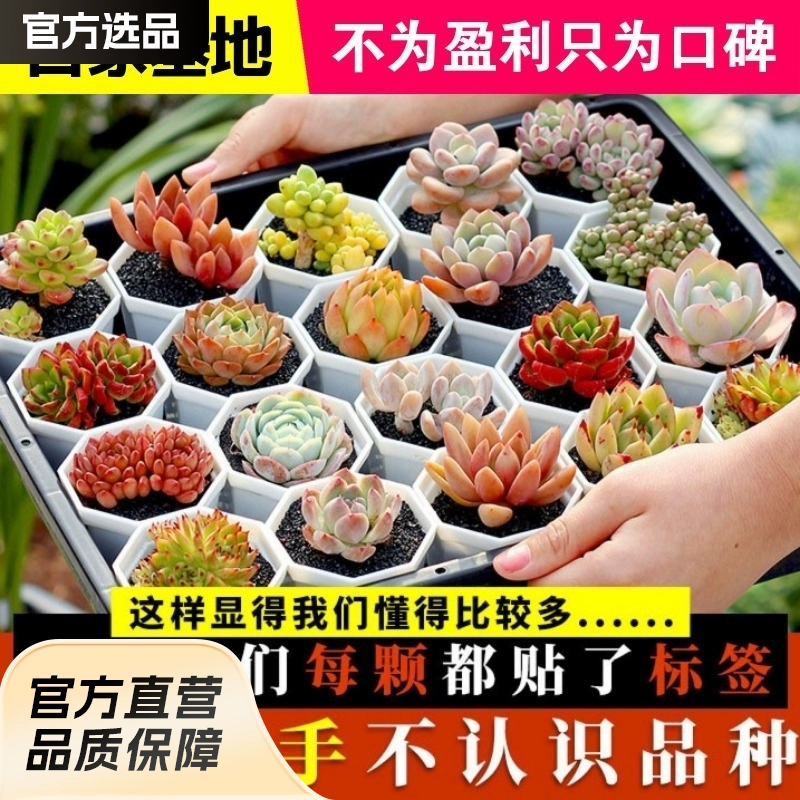 Суккуленты — это в основном суккулентные растения в горшках, комбинация литопов и нефритового сокура, производство и продажа напрямую с фабрики.