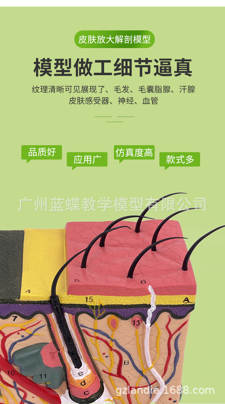 皮肤放大_03