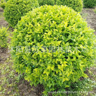 ���~Ůؑ�����l�����@��ɫ�K�G�hֲ��G����ľ���~Ůؑ����