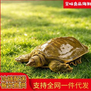 ���С���~ �����r��F���ك�С�F�~ ��ֻ��� �����uζ���ʳ��